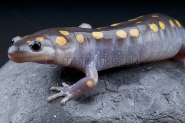 Spotted mole salamander (Ambystoma maculatum) on black background