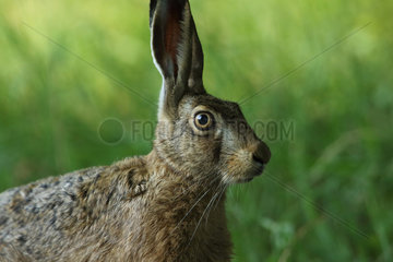 European hare (Lepus europaeus) in wait on a path  Normandy  France
