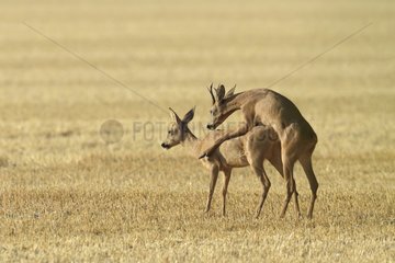 Western Roe Deers (Capreolus capreolus)  Mating  Hesse  Germany  Europe