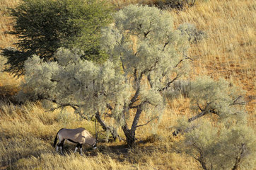 Oryx in the dunes of the Kalahari in the late afternoon. South Africa