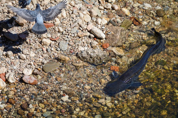 Wels Catfish (Silurus glanis) approaching a group of Pigeons shortly before an attack attempt. catfish predation phenomenon on pigeons. Occitania  France