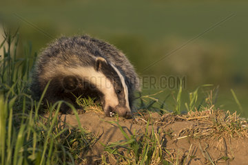 Badger (Mels meles) Badger looking for food  England  Spring