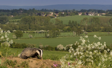 Badger (Meles meles) Badger looking for food  England  Spring