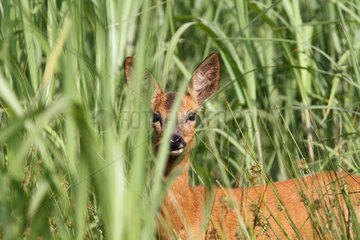 Roedeer (Capreolus capreolus) female in tall grass  Normandy  France