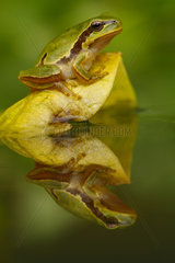 European tree frog (Hyla arborea) on leaf with reflection  Spain