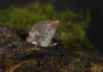 Portrait of Shrew out of a hollow tree  Spain
