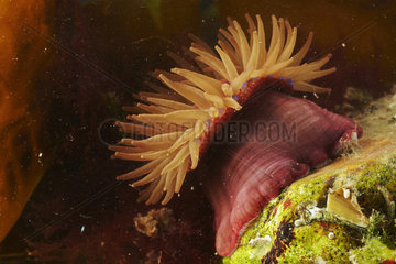 Beadlet anemone (Actinia equina)  France