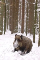 Wild boar rubbing the muzzle in snow