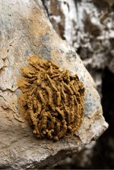 Earth nest of insects on a rock New Caledonia