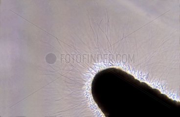 Entladung von Cnidocystes aus einem Seeme -Anemone -Tentakel