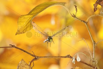 Southern Hawker Dragonfly in flight at autumn France