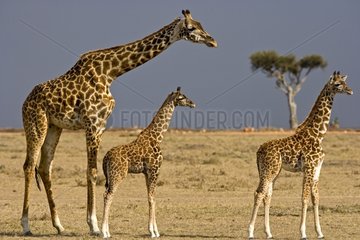 Masai Giraffe and baby Giraffes in the savanna Masai Mara