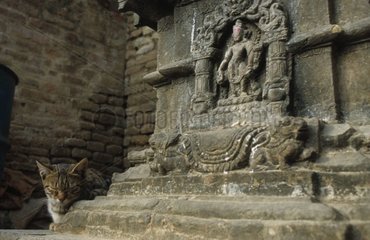 Chat de gouttière couché derrière une statue Népal