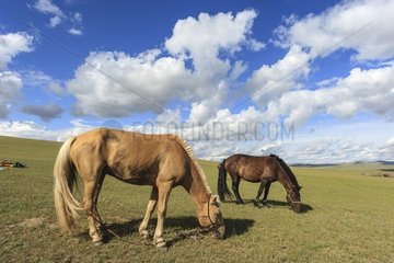 Riding horses at rest in the Mongolian steppe - Mongolia