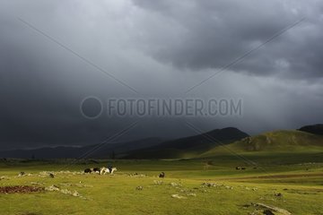 Mongolian horseman in the desert under a stormy sky-Mongolia