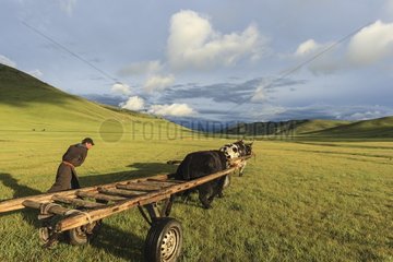 Mongolian man guiding domestic Yak - Mongolia