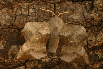 Aspen Hawk moth on a trunk Sieuras Ariège France