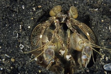 Mantis Shrimp in its burrow Lembeh Strait Indonesia
