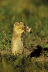 Richardson's Ground Squirrel eating seeds Canada