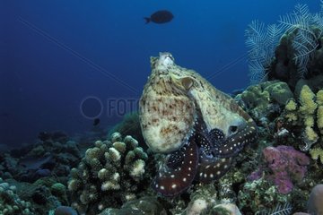 Sated Indo pacific day octopus resting on corals Bali