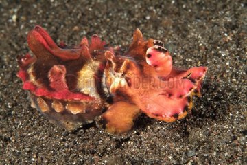 Flamboyant Cuttlefish Indonesia