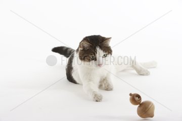 Domestic Cat playing with a top in a house