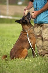 Belgian Shepherd Dog at training