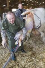 Landwirt leitet die Geburt eines Charolais -Kalbs Frankreich