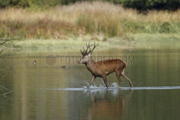 Male Red deer walking in water Spain