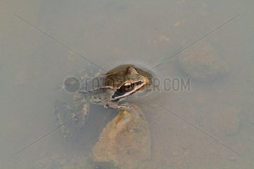 Caucasus frog (Rana macrocnemis) in water  Arménia