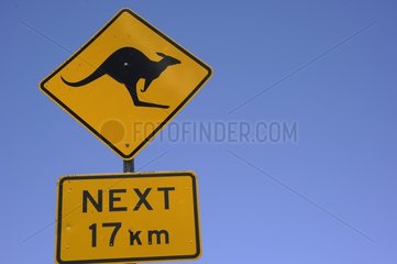Signaling wildlife passage: Kangaroo  Kosciuszko National Park   Australia