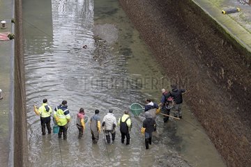 Electrofishing to collect the fish for draining the canal Saint-Martin in Paris 10th  France