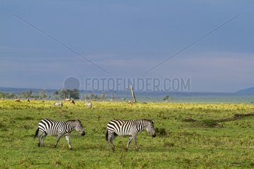 Kenya  Masai-Mara game reserve  Grant's zebra (Equus burchelli granti)