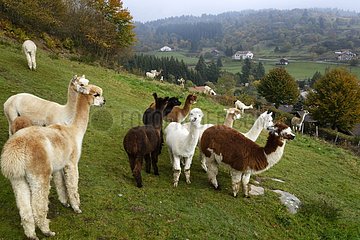 Breeding of llamas and alpacas   Mountain Lama   La Bresse   La Basse des Feignes   Vosges  France