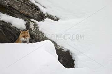 Red fox (Vulpes vulpes) in snow in winter