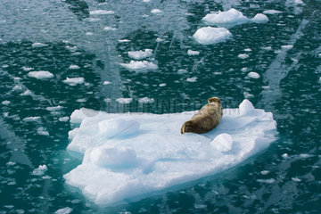Bearded Seal (Eriganthus barbatus) on floating ice  Spitsbergen  Svalbard