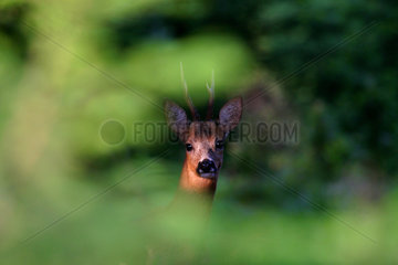 Roe deer (Capreolus capreolus) buck through the foliage  Ardennes  Belgium