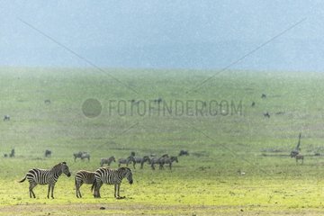 Kenya  Masai-Mara game reserve  Grant's zebra (Equus burchelli granti)  under the rain