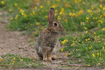 European Rabbit (Oryctolagus cuniculus) on broom grass   Normandy  France