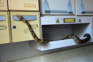 Boa constrictor (Boa constrictor imperator) in a mailbox in a building  France