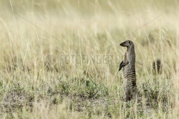 Kenya  Masai-Mara game reserve  banded mongoose (Mungos mungo)  group in the alert