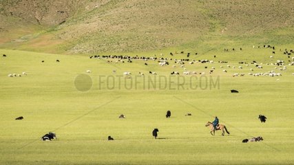 Herdsman cattle riding  Valley High Tamer - Site Tsatsyn Ereg - Mongolia