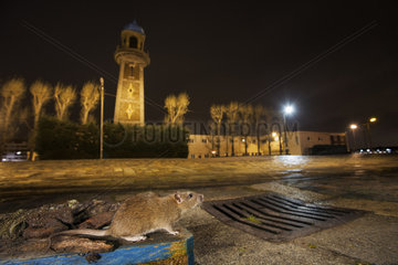 Rat (Rattus norvegicus) in a city gutter at night  France