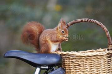 Red squirrel (Sciurus vulgaris) eating on the saddle of a bike and wicker basket  France