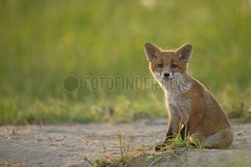 Red fox (Vulpes vulpes ) young sitting   Country Fribourg   Switzerland