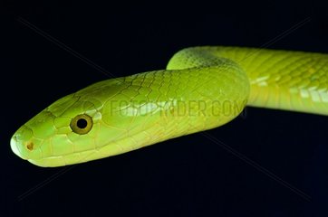 Portrait of Green Mamba (Dendroaspis angusticeps) on black background