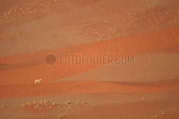 Springbok (Antidorcas marsupialis) walking in the red sand of the Namib desert  Namibia