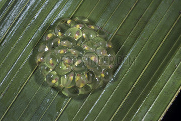Fleischmann's Glass Frog developed tadpoles in the egg mass under a leaf in Guatemala