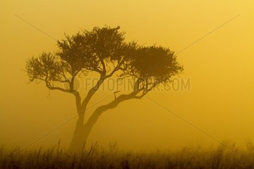 Kenya  Masai-Mara game reserve  mist at sunrise