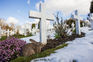 European Rabbit (Oryctolagus cuniculus) in a military cemetery in winter  France